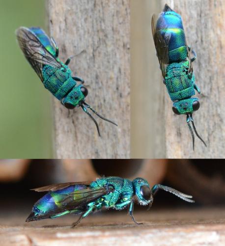 Réf. 234 188 : Chrysis fasciata